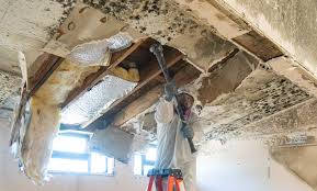 Best Mold Remediation for Healthcare Facilities in Midwest City, OK